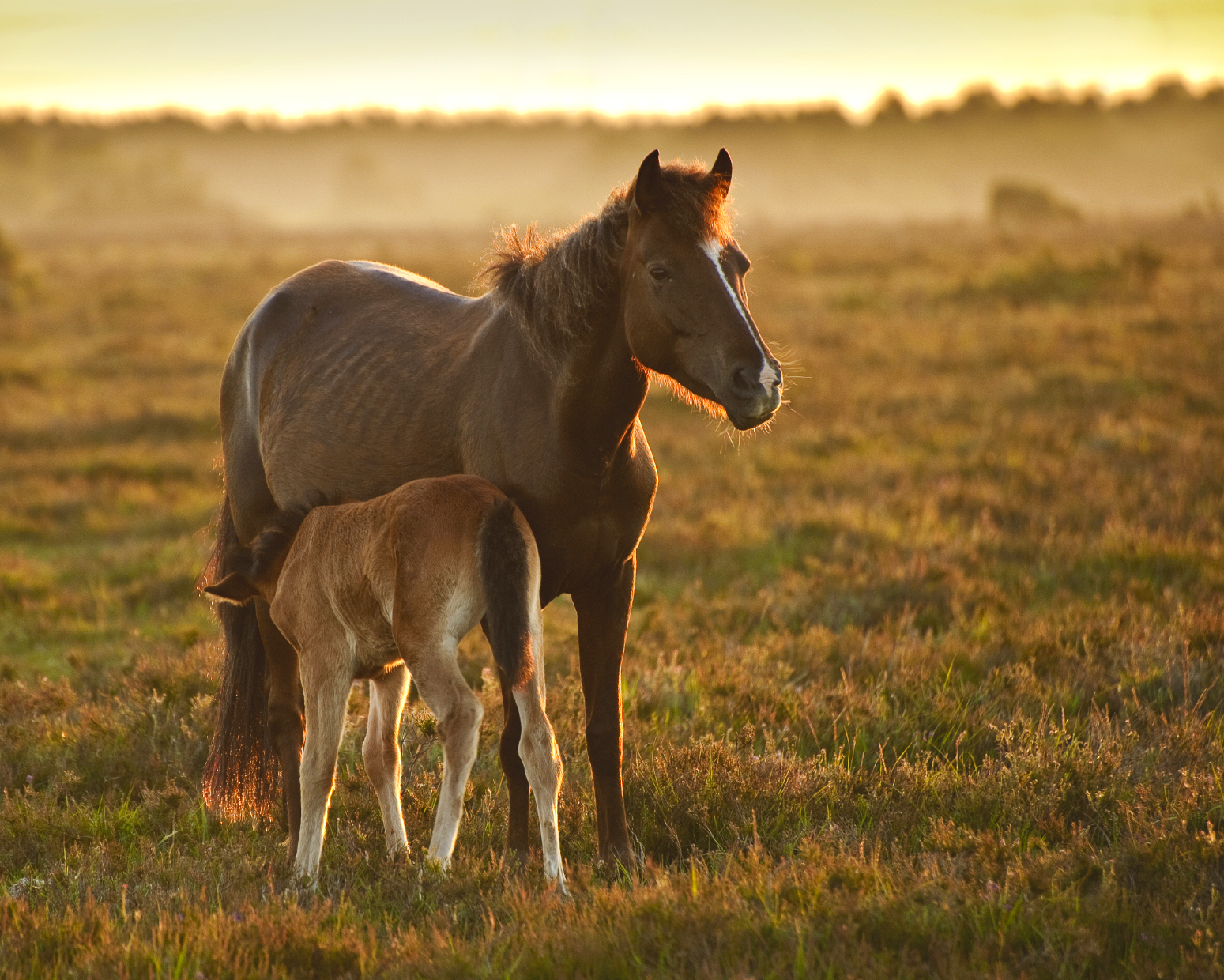 Seaside, ponies and Forest Trails